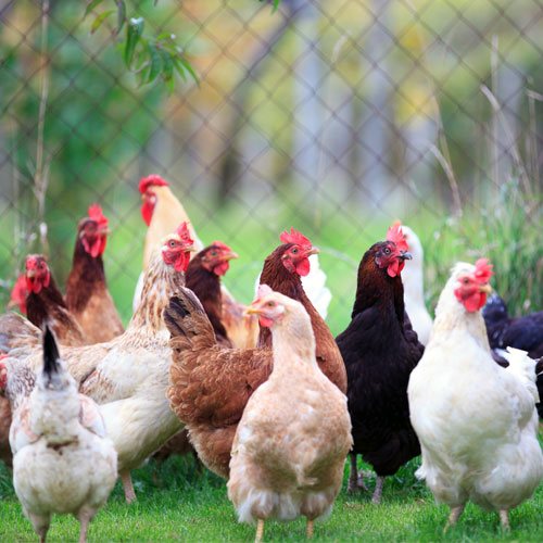 Poultry