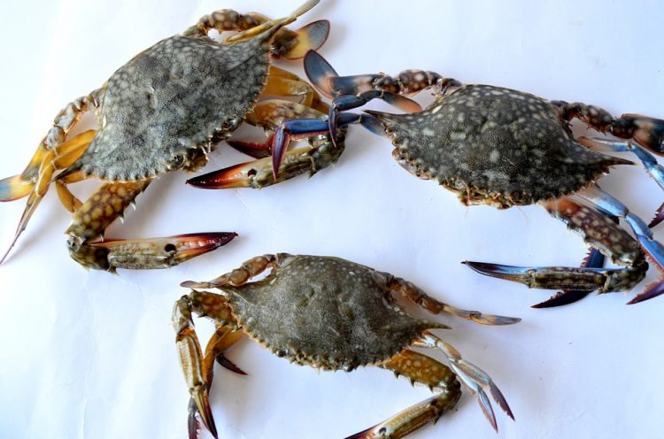 Sea Crab