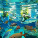 Adventure Cove Waterpark™ at Adventure Cove Waterpark