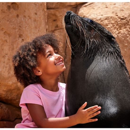Atlas Village – Sea Lion Experiences at Atlantis The Palm
