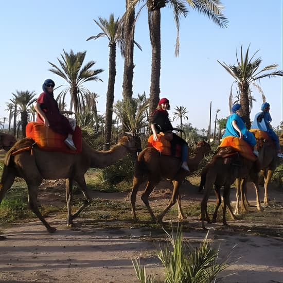 Camel ride at sunset in Marrakech palm grove at Marrakesh