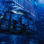 Dubai Aquarium & Underwater Zoo: All-Access Pass at Dubai Aquarium & Underwater Zoo, Dubai, United Arab Emirates