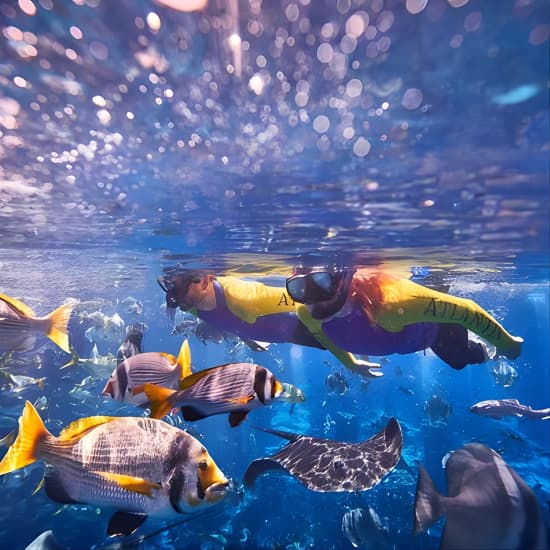 Dubai Lost Chambers Ultimate Snorkel Experience at Atlantis The Palm