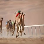 Dubai Royal Camel Race with Prime Seats & Short Camel Ride at Dubai royal Camel Racing Club, Dubai, United Arab Emirates