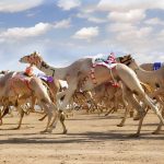 Dubai Royal Camel Race with Prime Seats & Short Camel Ride at Dubai royal Camel Racing Club