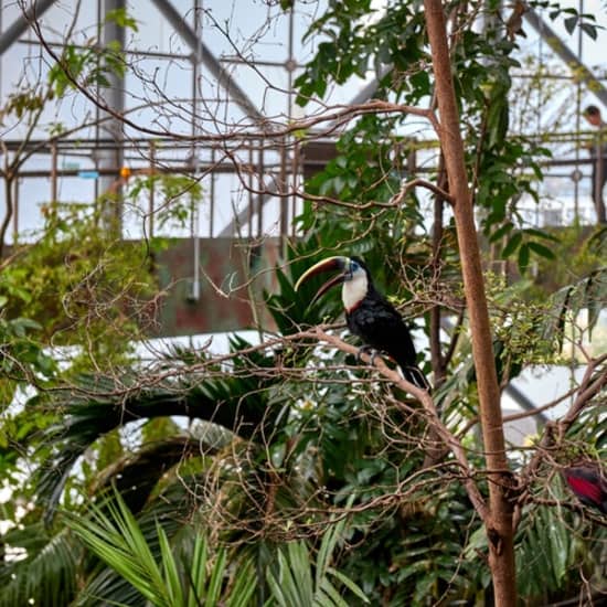 Green Planet: Dubai’s Indoor Rainforest – Skip The Line at The Green Planet
