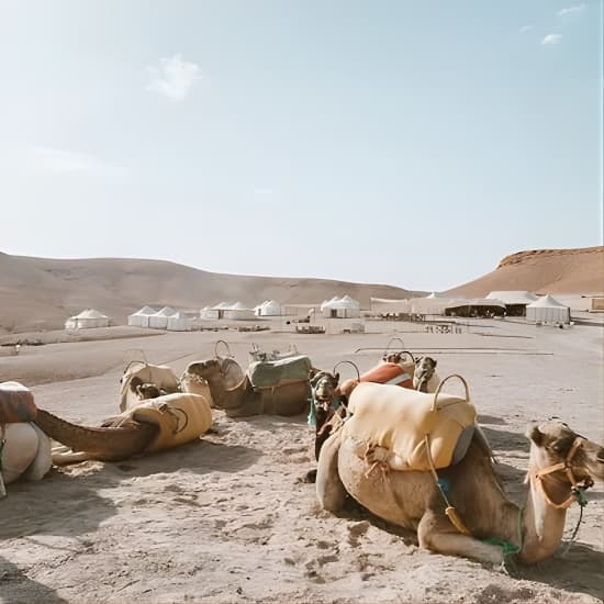 Half Day Camel Ride Agafay with Pickup at Hôtel Tazi, Marrakesh, Morocco