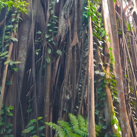 Private Tour Singapore Botanic Garden (UNESCO) at 44/ Botanic Gardens MRT Station, Singapore, Singapore