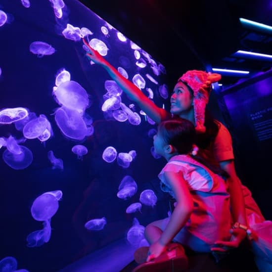 S.E.A. Aquarium™: Sentosa Island’s top aquatic attraction at S.E.A. Aquarium, Singapore, Singapore