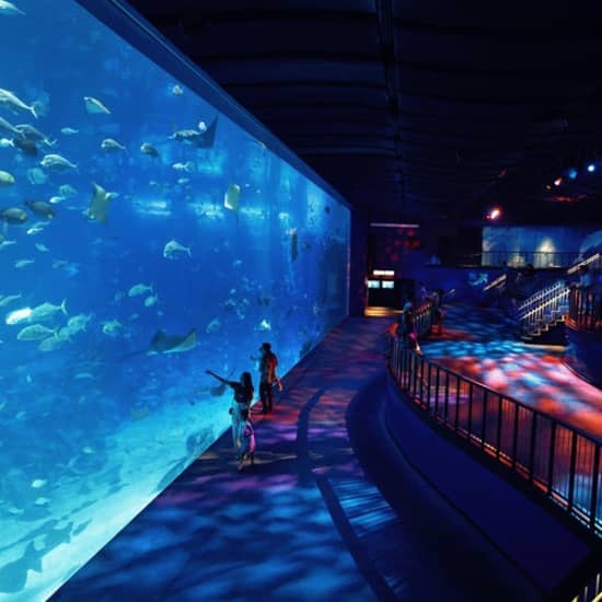 S.E.A. Aquarium™: Sentosa Island’s top aquatic attraction at S.E.A. Aquarium