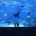 Sentosa Fun Pass:  A wonderland of awesome attractions at Imbiah Lookout (Tourist Attraction)