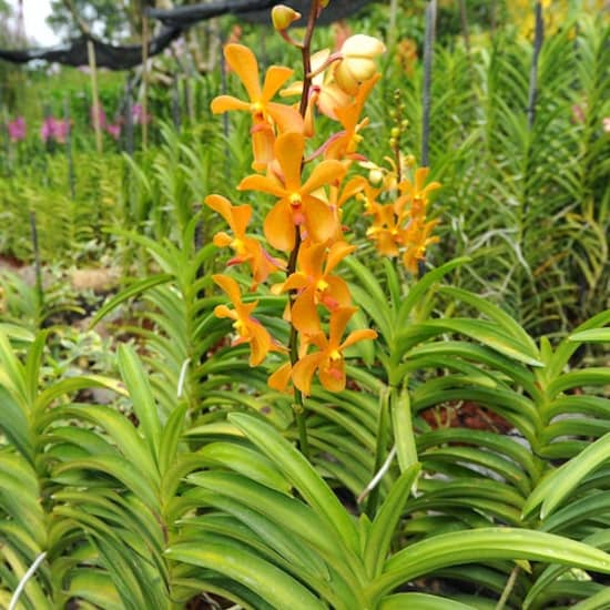 Singapore National Orchid Garden Tickets at National Orchid Gardens, Singapore, Singapore