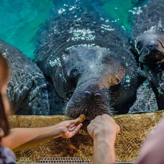 River Otters and More at Singapore Zoo