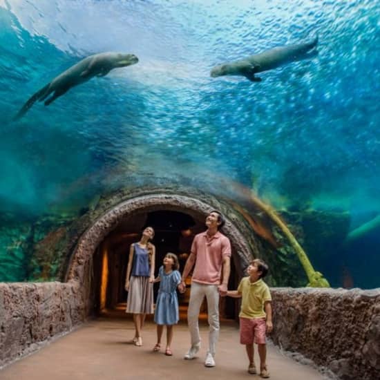 Singapore River Wonders: Meet Manatees
