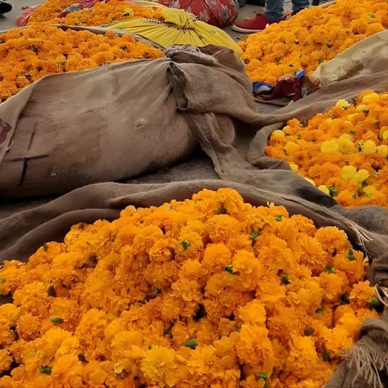 Take in the Beauty of an Early Morning with Fresh Flowers at Hawa Mahal, Jaipur, India