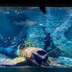 The National Aquarium Abu Dhabi at The National Aquarium Abu Dhabi, Abu Dhabi, United Arab Emirates